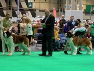 Crufts2023-7607