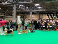 Crufts2023-7616