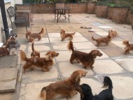 Crufts2088 Crufts2088