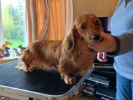 Crufts2097 Crufts2097