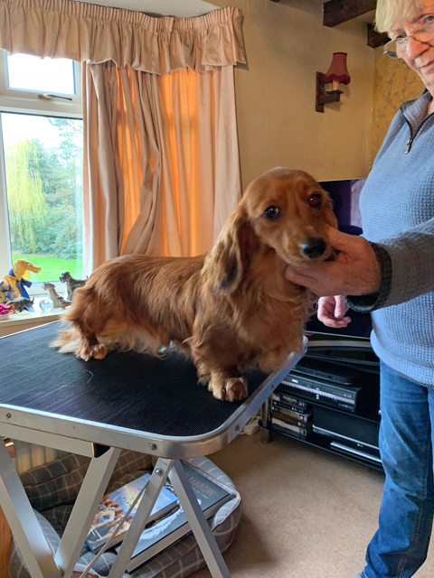 Crufts 2020 ハルンケ訪問中Crufts2097 Crufts 2020 ハルンケ訪問中