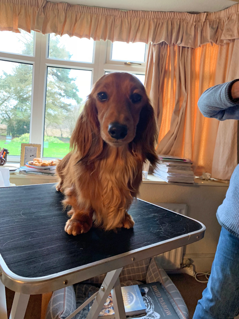 Crufts 2020 ハルンケ訪問中Crufts2112 Crufts 2020 ハルンケ訪問中