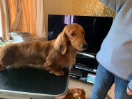 Crufts2116 Crufts2116