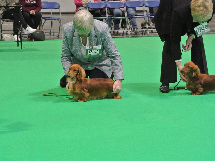 Crufts 2020 ハルンケ訪問中Crufts2117 Crufts 2020 ハルンケ訪問中