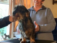 Crufts2140 Crufts2140