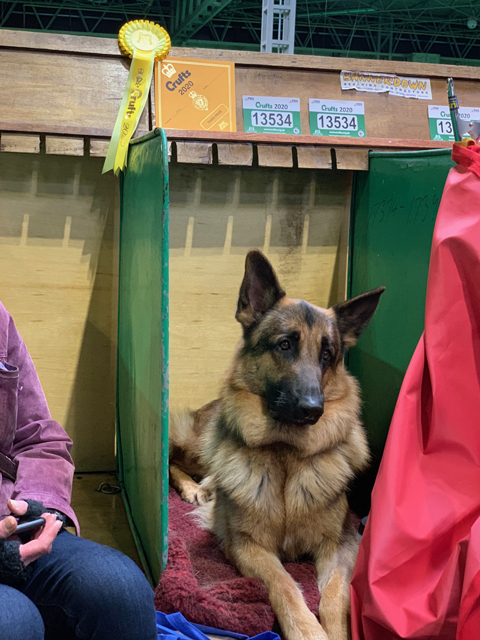 Crufts 2020 今日はワーキンググループを観戦Crufts25 Crufts 2020 今日はワーキンググループを観戦