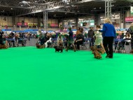 Crufts2734