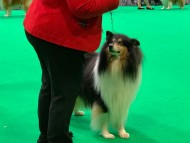 Crufts28 Crufts28