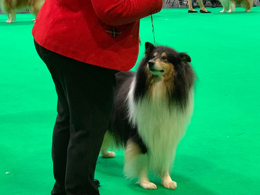 Crufts 2020 今日はワーキンググループを観戦Crufts28 Crufts 2020 今日はワーキンググループを観戦