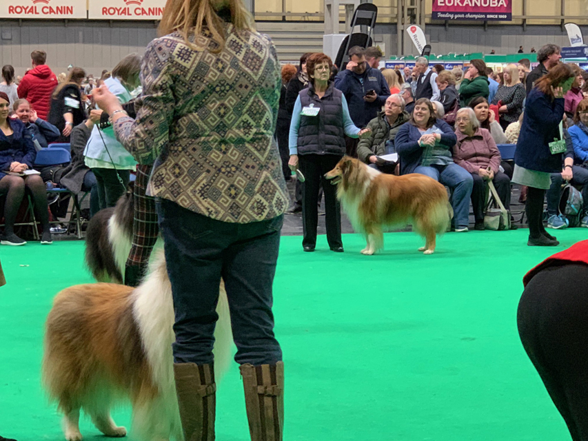 Crufts 2020 今日はワーキンググループを観戦Crufts29 Crufts 2020 今日はワーキンググループを観戦