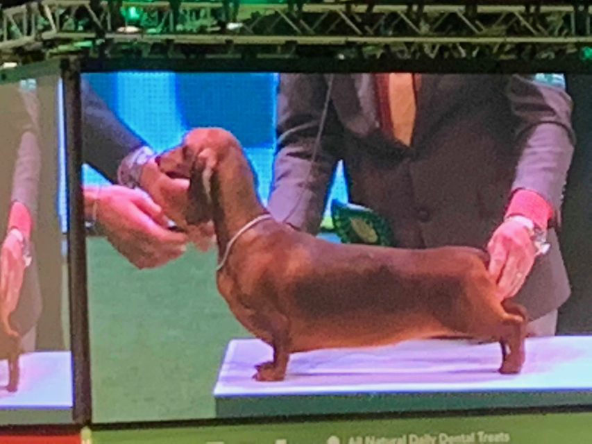 Crufts 2020 ダックスフンド達も頑張りました！