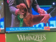 Crufts3019 Crufts3019