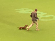 Crufts3022 Crufts3022