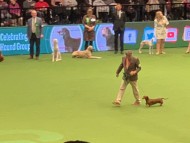 Crufts3026