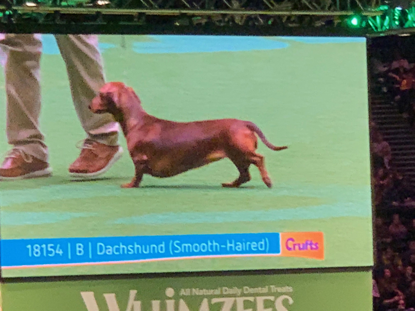 Crufts 2020 ダックスフンド達も頑張りました！