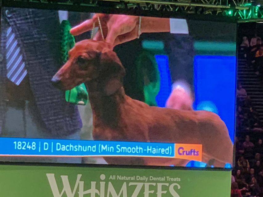 Crufts 2020 ダックスフンド達も頑張りました！