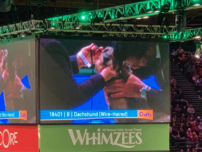 Crufts 2020 ダックスフンド達も頑張りました！
