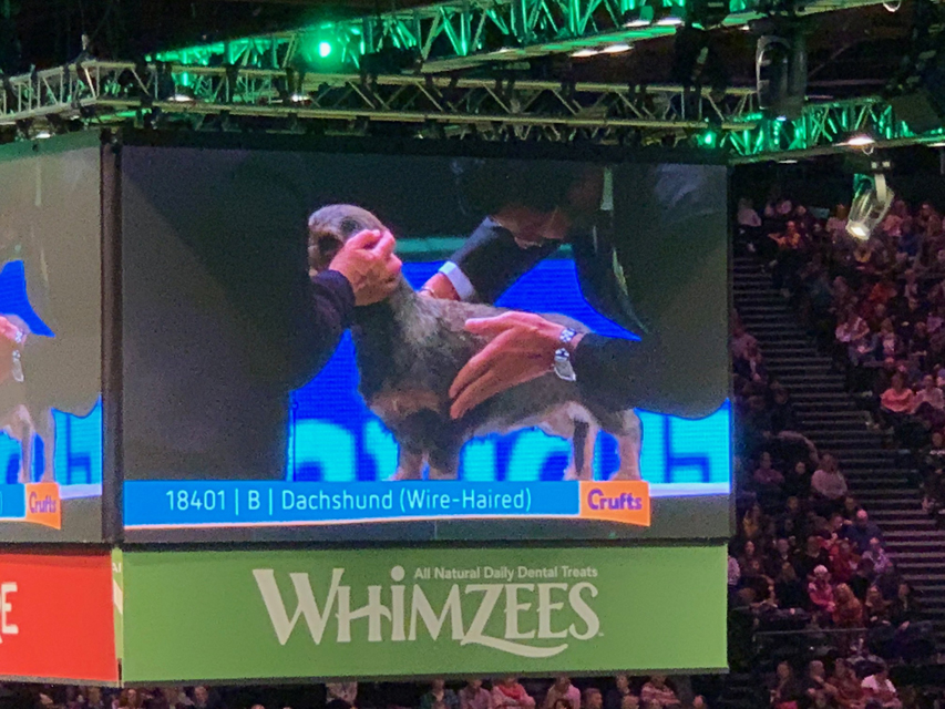Crufts 2020 ダックスフンド達も頑張りました！