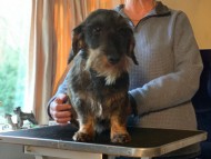 Crufts3041 Crufts3041