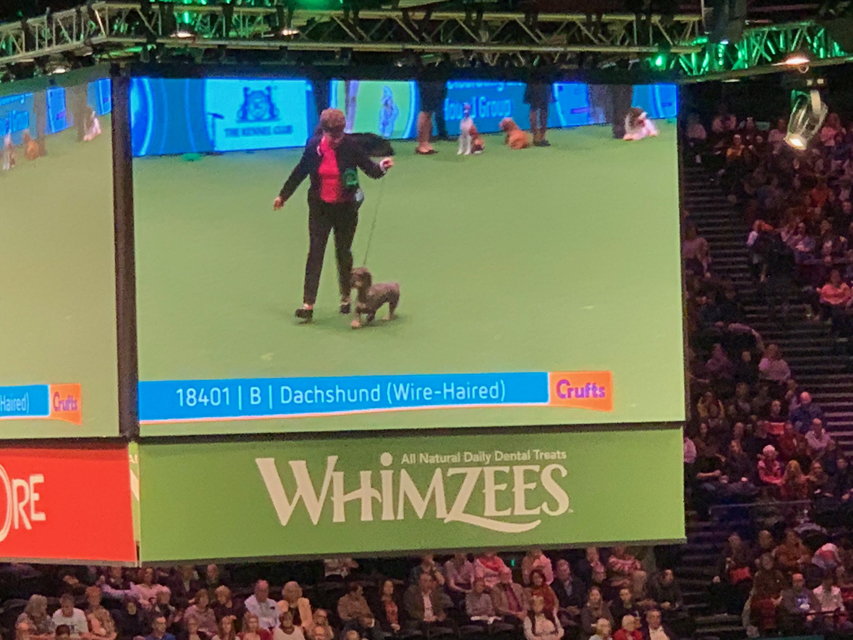 Crufts 2020 ダックスフンド達も頑張りました！