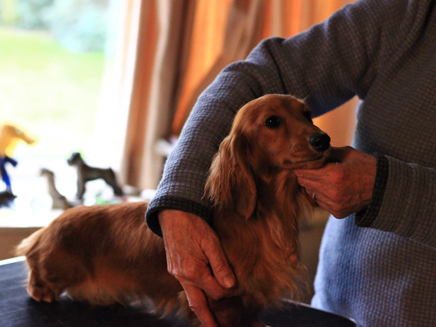 Crufts 2020 ハルンケ訪問中Crufts3049 Crufts 2020 ハルンケ訪問中