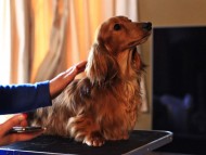 Crufts3051 Crufts3051