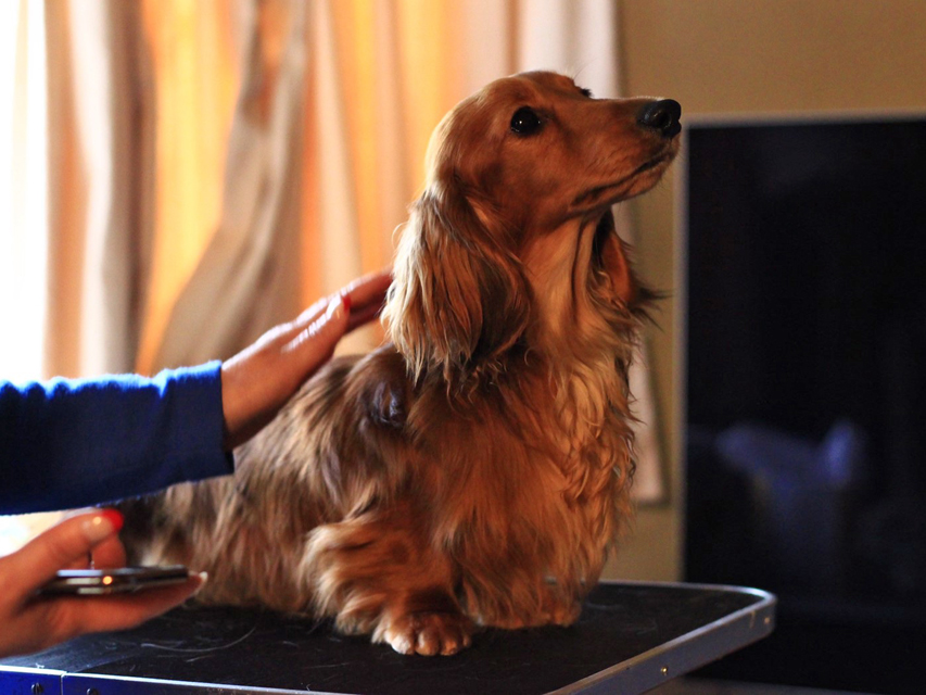 Crufts 2020 ハルンケ訪問中Crufts3051 Crufts 2020 ハルンケ訪問中