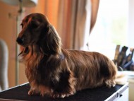 Crufts3052 Crufts3052