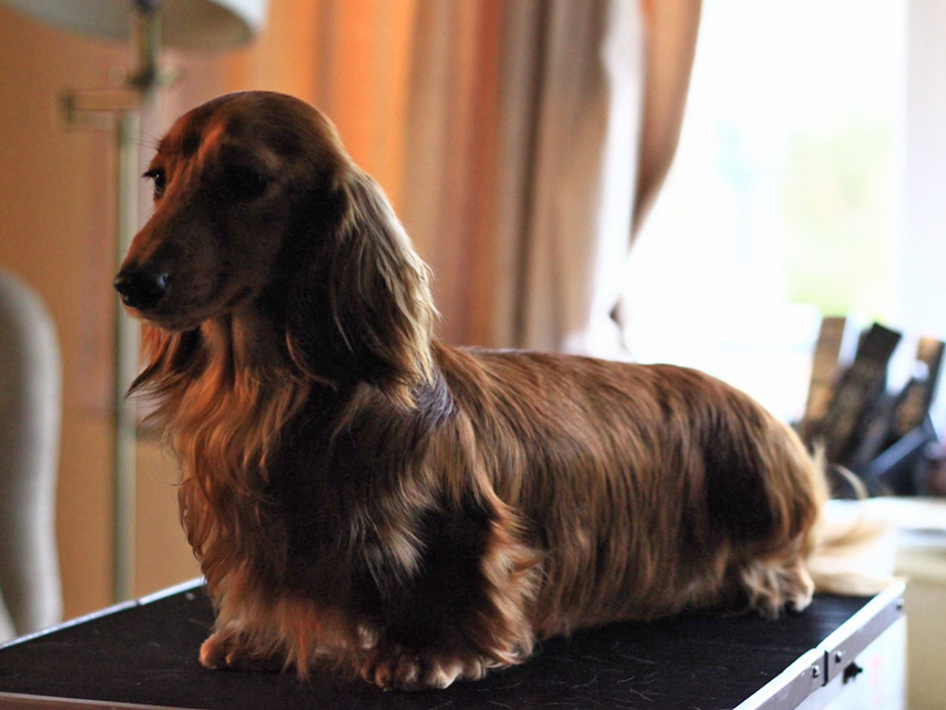 Crufts 2020 ハルンケ訪問中Crufts3052 Crufts 2020 ハルンケ訪問中