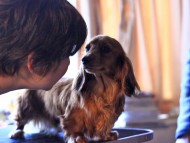 Crufts3056 Crufts3056