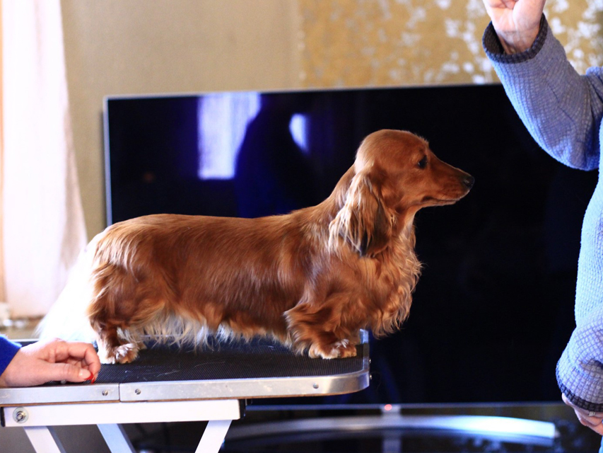 Crufts 2020 ハルンケ訪問中Crufts3057 Crufts 2020 ハルンケ訪問中