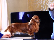 Crufts3058 Crufts3058