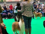 Crufts31 Crufts31