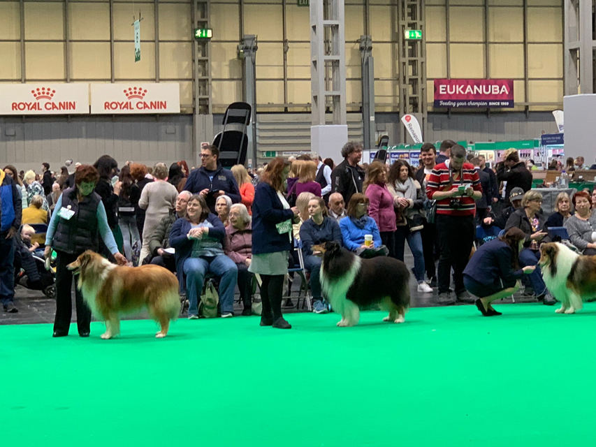 Crufts 2020 今日はワーキンググループを観戦Crufts32 Crufts 2020 今日はワーキンググループを観戦