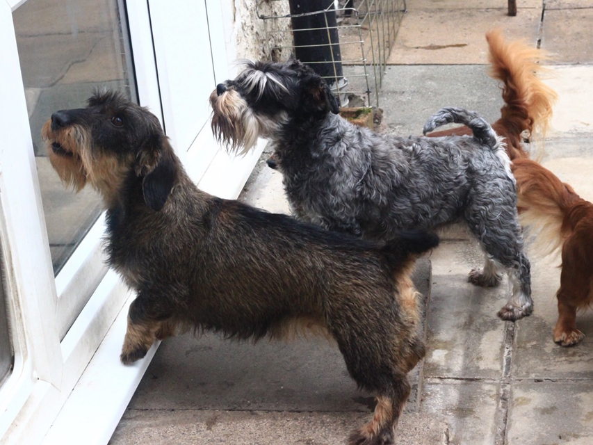 Crufts 2020 ハルンケ訪問中Crufts4072 Crufts 2020 ハルンケ訪問中