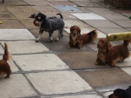 Crufts4074 Crufts4074