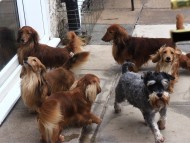 Crufts4076 Crufts4076