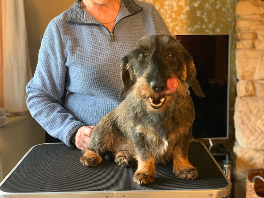 Crufts 2020 ハルンケ訪問中Crufts4083 Crufts 2020 ハルンケ訪問中