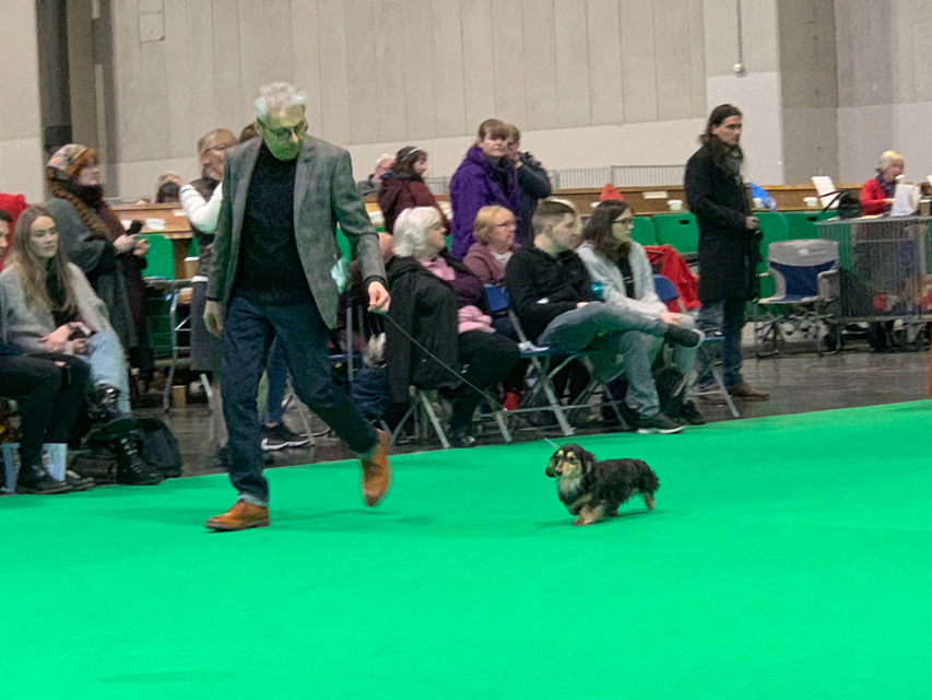 Crufts 2020 ミニチュアダックスフンド ロングヘアード