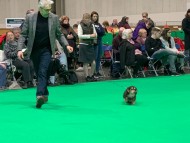 Crufts5784 Crufts5784