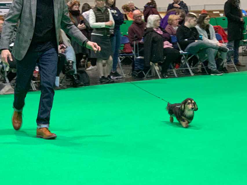 Crufts 2020 ミニチュアダックスフンド ロングヘアード