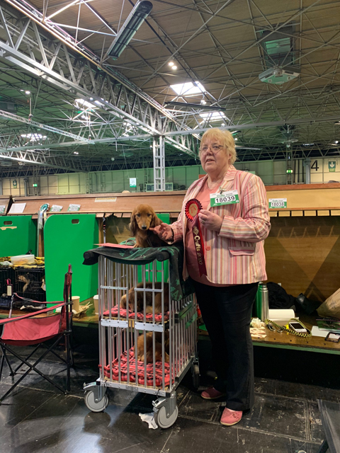 Crufts 2020 ミニチュアダックスフンド ロングヘアード