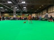 Crufts5802 Crufts5802