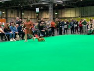 Crufts5804 Crufts5804
