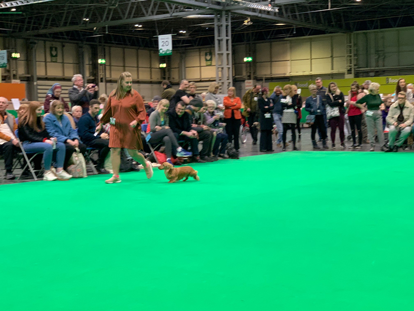 Crufts 2020 ミニチュアダックスフンド ロングヘアード
