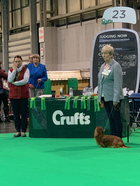 Crufts 2020 ミニチュアダックスフンド ロングヘアード