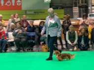 Crufts5810 Crufts5810