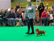 Crufts5811 Crufts5811