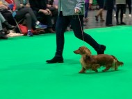 Crufts5812 Crufts5812