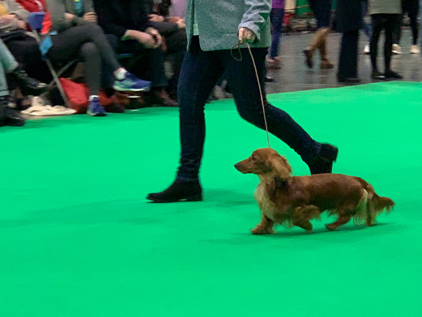 Crufts 2020 ミニチュアダックスフンド ロングヘアード